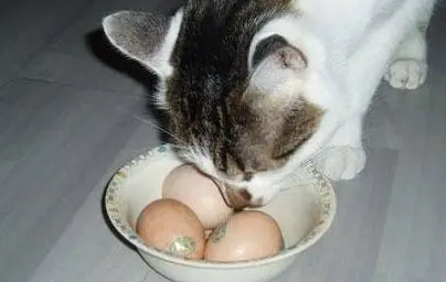 猫能不能吃鸡蛋