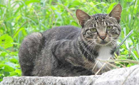 怎么找到野猫的窝