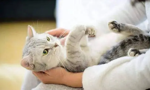 猫发情怎么办 猫发情怎么办