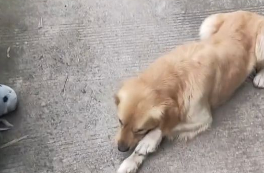 男子收留流浪狗，多年后狗狗救下夫妻俩！