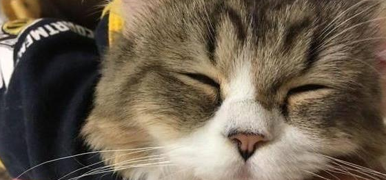 猫咪自己走进塑料袋里面,一呆就是四个小时 猫咪自己走进塑料袋里面,一呆就是四个小时