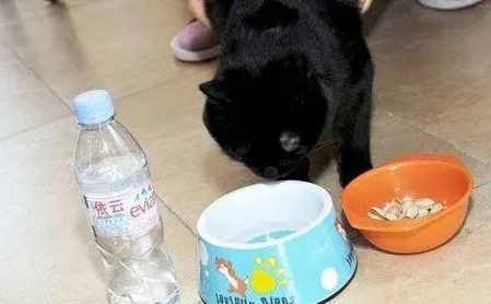 猫能喝矿泉水吗
