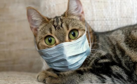 猫新冠什么症状