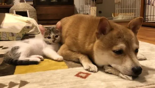 狗狗多次被小猫抓脸,它忍无可忍把猫咪制服 狗狗多次被小猫抓脸,它忍无可忍把猫咪制服