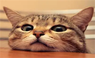 猫会来大姨妈吗