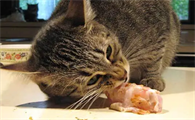 猫可以吃生肉吗