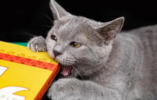 猫能听懂人话吗