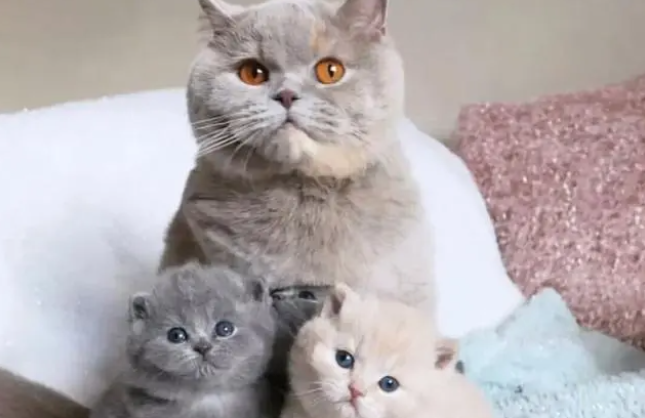 猫咪孕期多久