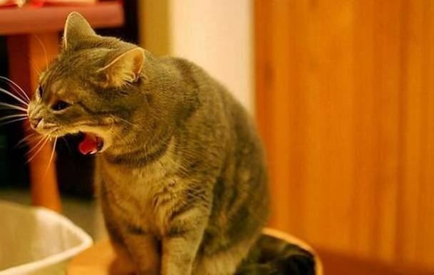 猫咪呕吐白沫怎么回事 猫咪呕吐白沫怎么回事