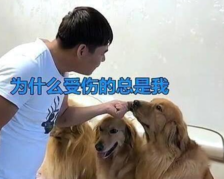 狗狗咬坏主人车垫不承认,结局笑了 狗狗咬坏主人车垫不承认,结局笑了