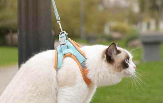 猫牵引绳可以一直戴着吗