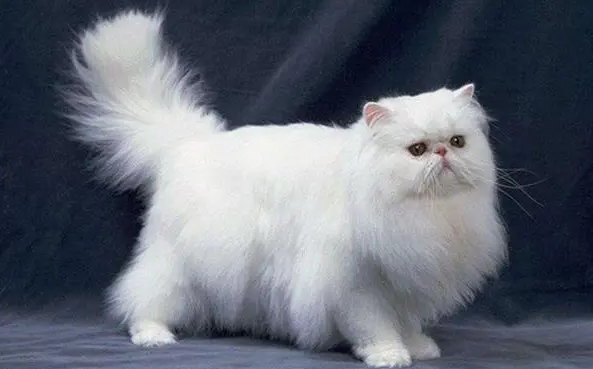 猫的品种有哪些 猫的品种有哪些
