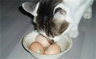 猫能不能吃鸡蛋