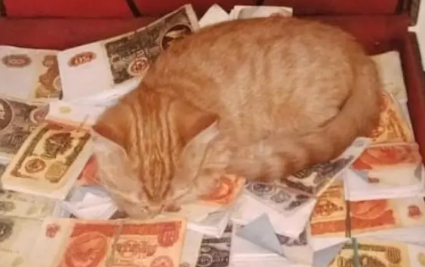 酒吧老板收养一只流浪猫,没想到它竟偷钱 酒吧老板收养一只流浪猫,没想到它竟偷钱