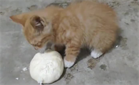 猫能吃馒头吗