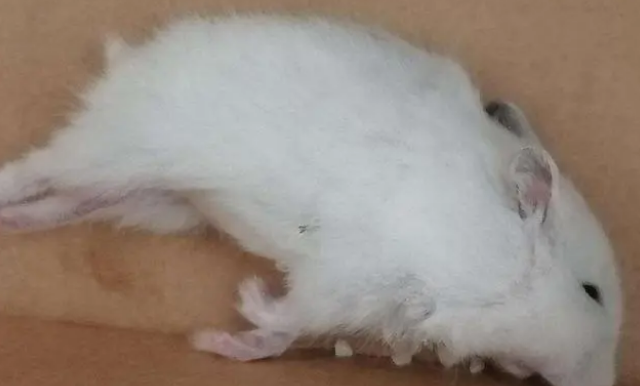 仓鼠死了会有病毒吗 仓鼠死了会有病毒吗