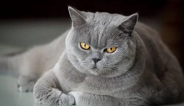 为什猫咪颜色不一样么？来看看吧