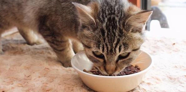 猫生病吃什么食物比较好 猫生病吃什么食物比较好