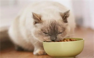 猫一天吃几顿