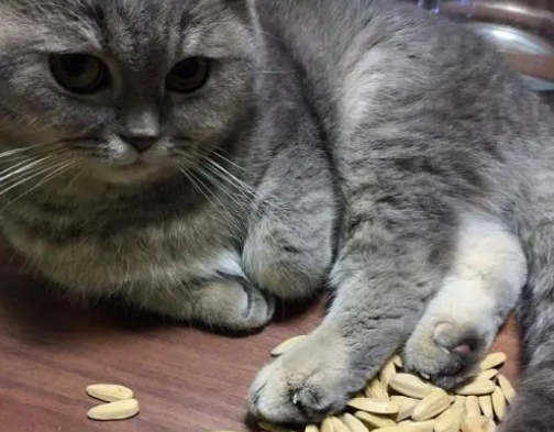 猫能吃瓜子仁吗 猫能吃瓜子仁吗