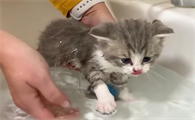 怎么给猫洗澡