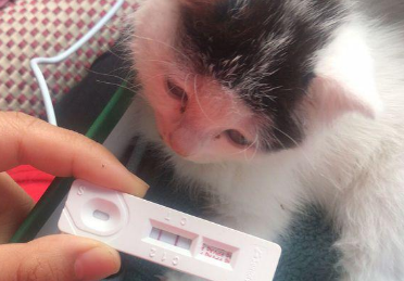 猫瘟试纸怎么测