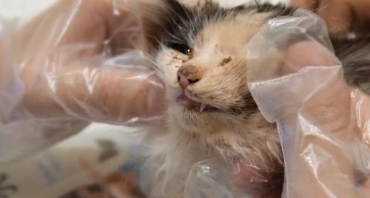 仅成人巴掌大的流浪小猫，最后没能把它留住