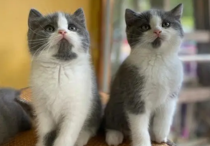 两只蓝白会生出蓝猫吗？铲屎官了解一下