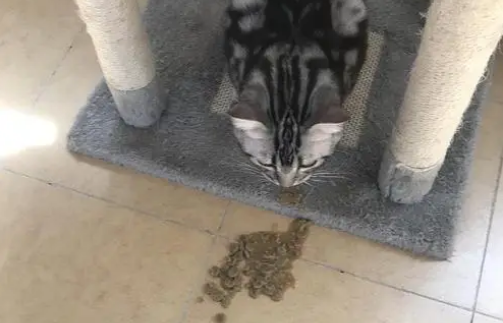 成年猫吐了没消化的猫粮怎么办 成年猫吐了没消化的猫粮怎么办