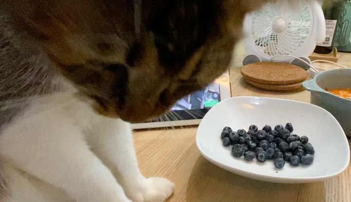 猫能吃蓝莓吗