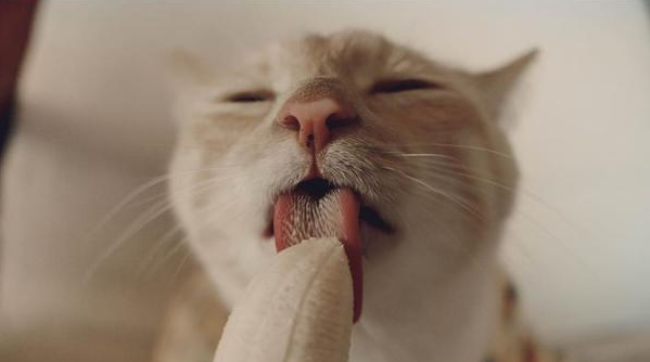 猫能吃香蕉吗