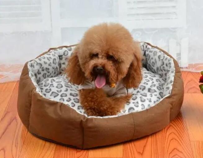 狗在狗窝里面拉屎拉尿