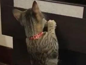 虎斑猫轻轻一跳打开抽屉，自己就能拿出玩具