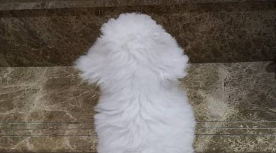 不习惯新家的比熊犬，老在同一个地方跌倒
