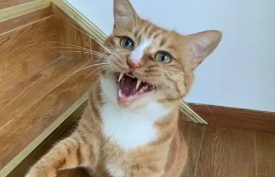 猫配完种了为什么还叫个不停
