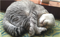 小猫身上长一颗颗小疙瘩怎么回事