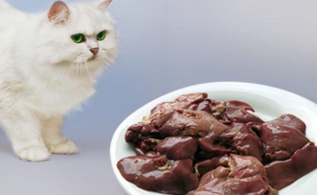 猫能吃猪肝吗