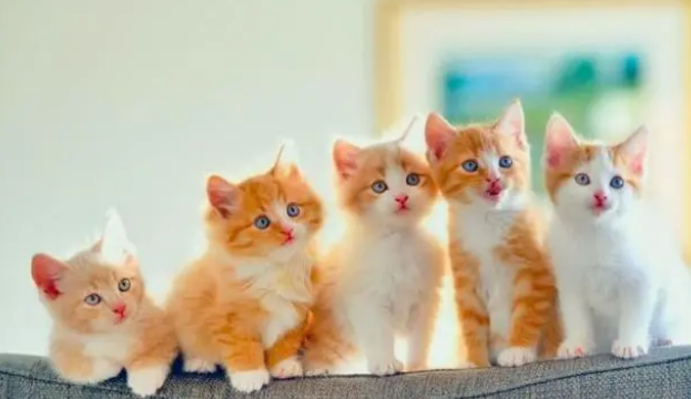 刚出生的猫拉黄粑粑正常吗