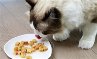 猫最喜欢吃什么