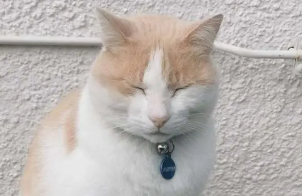 流浪猫整天在医院闲逛,竟被强行安排工作 流浪猫整天在医院闲逛,竟被强行安排工作
