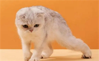 猫咪软骨病走路姿势