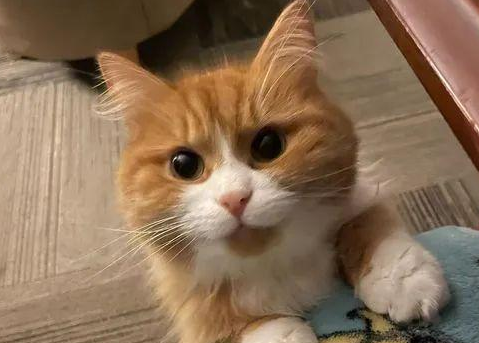 网友救了只橘猫,用了这招后猫变超甜美 网友救了只橘猫,用了这招后猫变超甜美