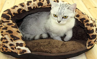 养猫需要猫窝吗
