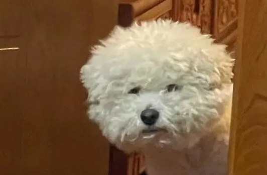 网友晒狗子熬夜前后对比照,简直判若两狗! 网友晒狗子熬夜前后对比照,简直判若两狗!