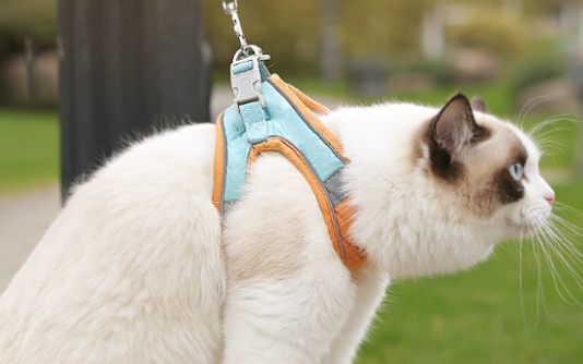 猫猫牵引绳怎么套