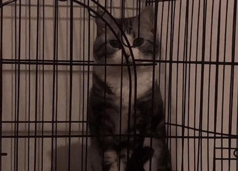 老爸发来消息说猫不吃猫粮，网友点开后语塞