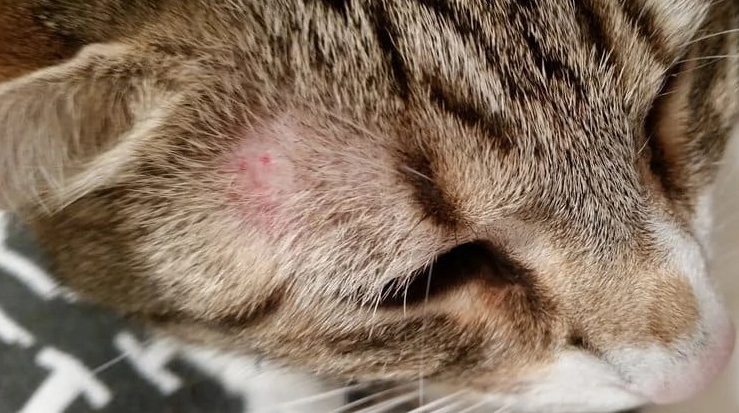 猫身上结痂还能扯下来毛怎么办