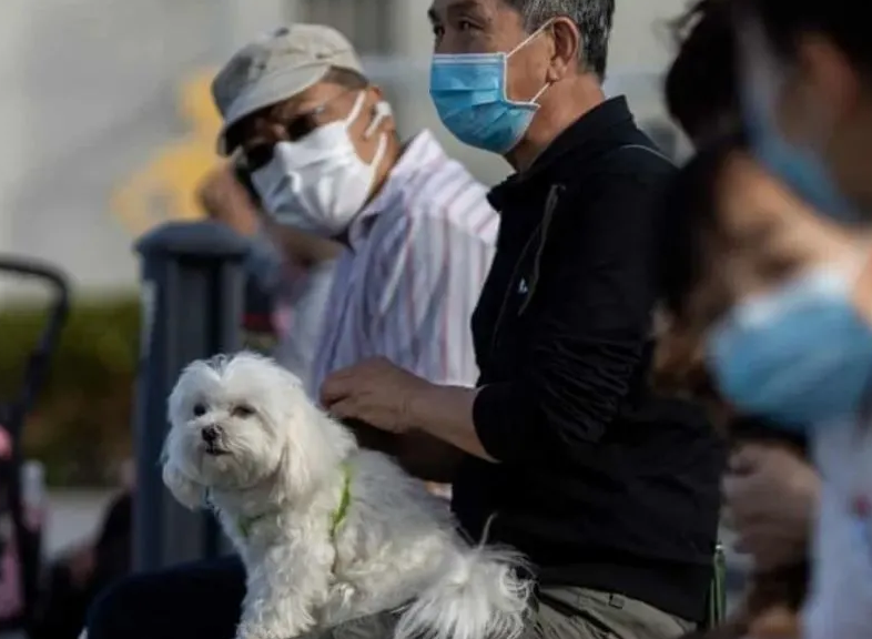 狗狗得了新冠是什么症状”