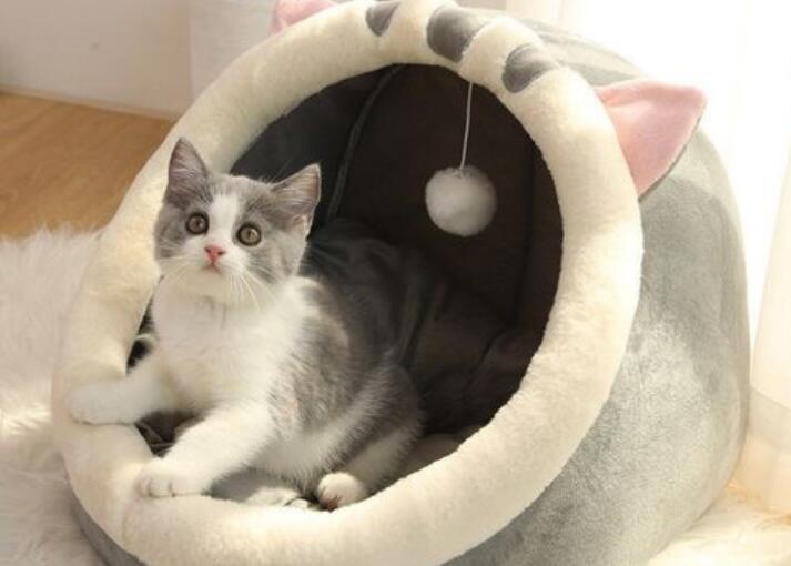 猫窝适合放家里哪个位置-宠物网
