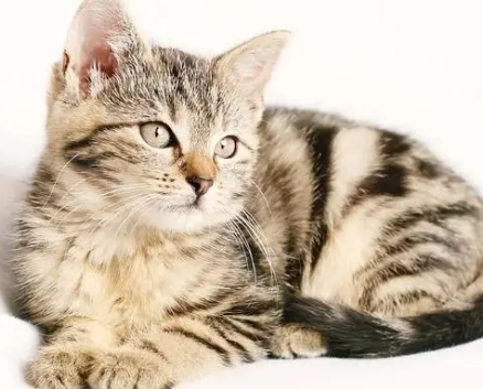 猫咪多大算成猫
